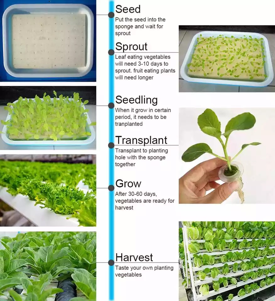 Hydroponiczna sadzarka do warz – Hydroponic Growing System 36 Site recenzja i cena